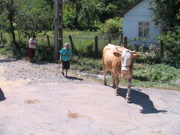 img00031.jpg