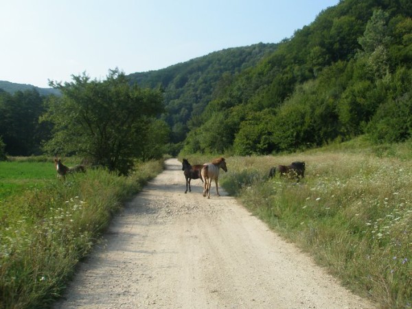img00036.jpg