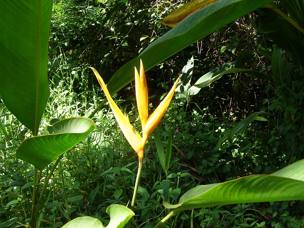 img00054