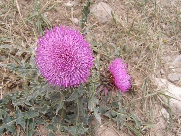 img00033