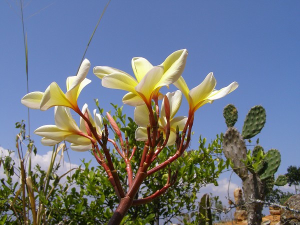 img00017