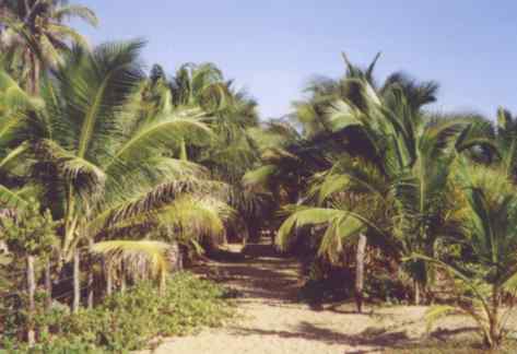 palmhaj.jpg